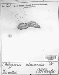 Rigidoporus ulmarius image